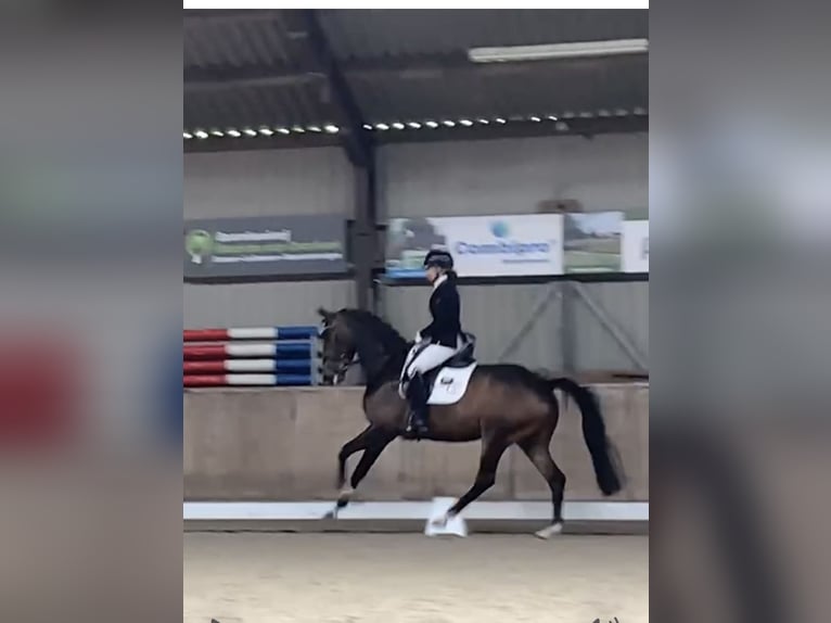 KWPN Stallion Foal (05/2025) Smoky-Black in Rockanje