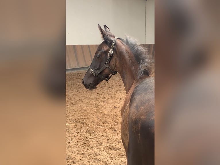 KWPN Stallion Foal (05/2025) Smoky-Black in Rockanje