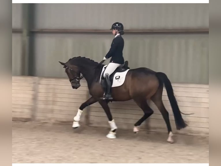 KWPN Stallion Foal (05/2025) Smoky-Black in Rockanje