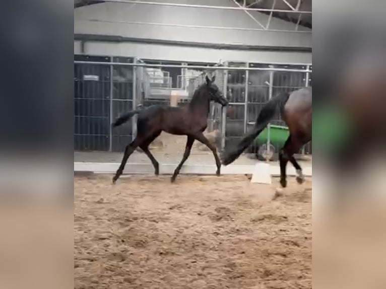 KWPN Stallion Foal (05/2025) Smoky-Black in Rockanje