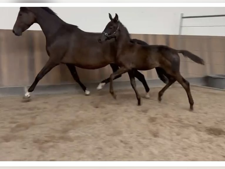 KWPN Stallion Foal (05/2025) Smoky-Black in Rockanje