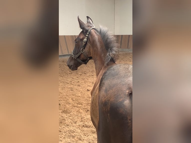KWPN Stallion Foal (05/2025) Smoky-Black in Rockanje