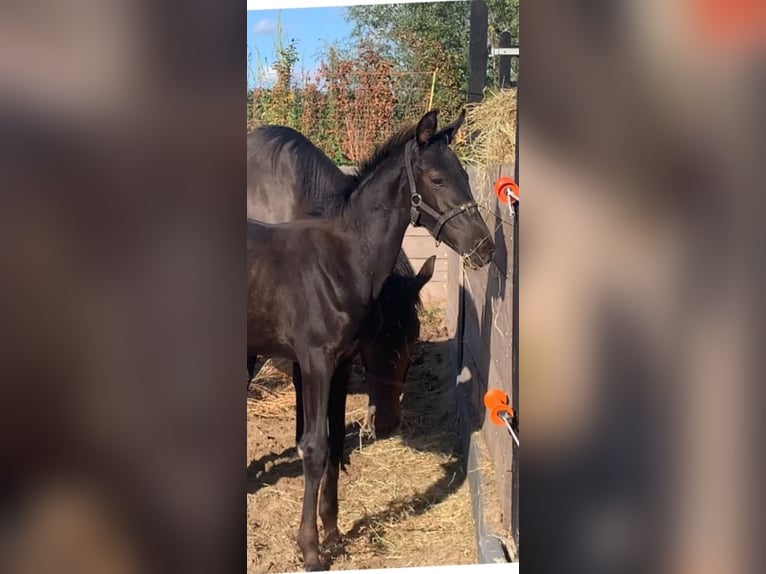 KWPN Stallion Foal (05/2025) Smoky-Black in Rockanje