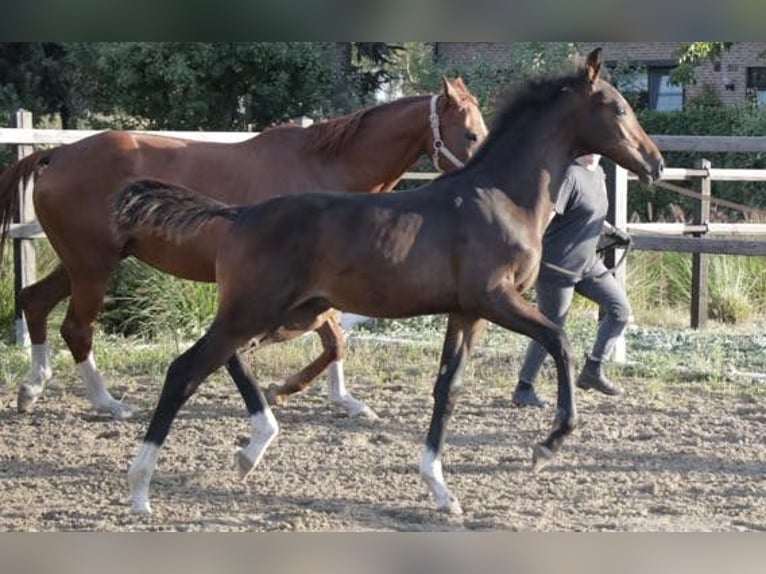 KWPN Stallion Foal (04/2025) Smoky-Black in Zevenbergen