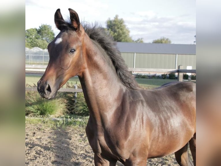 KWPN Stallion Foal (04/2025) Smoky-Black in Zevenbergen