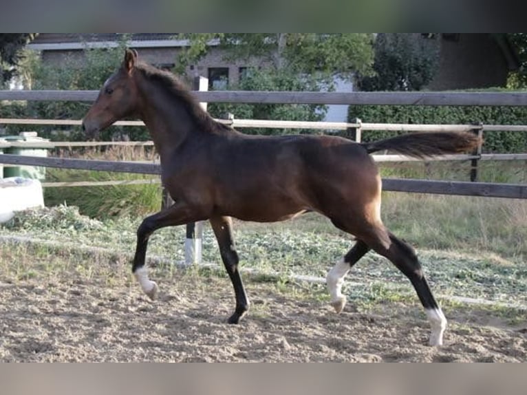 KWPN Stallion Foal (04/2025) Smoky-Black in Zevenbergen