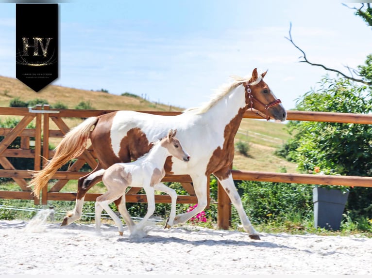 KWPN Stallion Foal (03/2026) Tobiano-all-colors in Grury