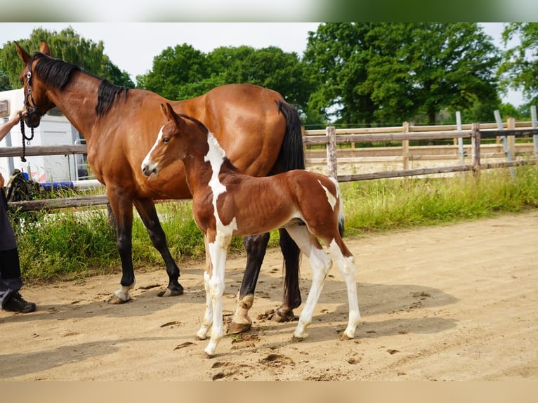 KWPN Stallion  Tovero-all-colors in Rijkevoort-De Walsert