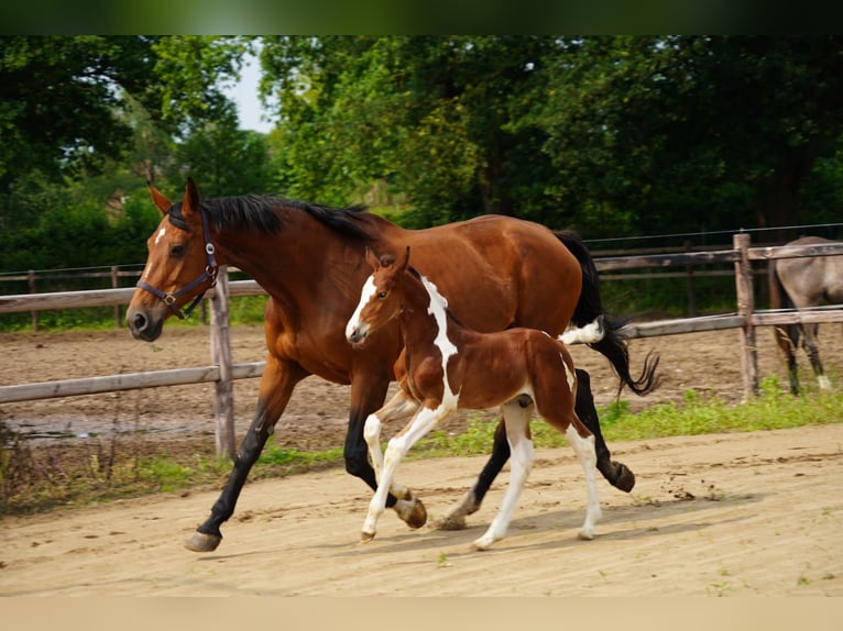 KWPN Stallion  Tovero-all-colors in Rijkevoort-De Walsert