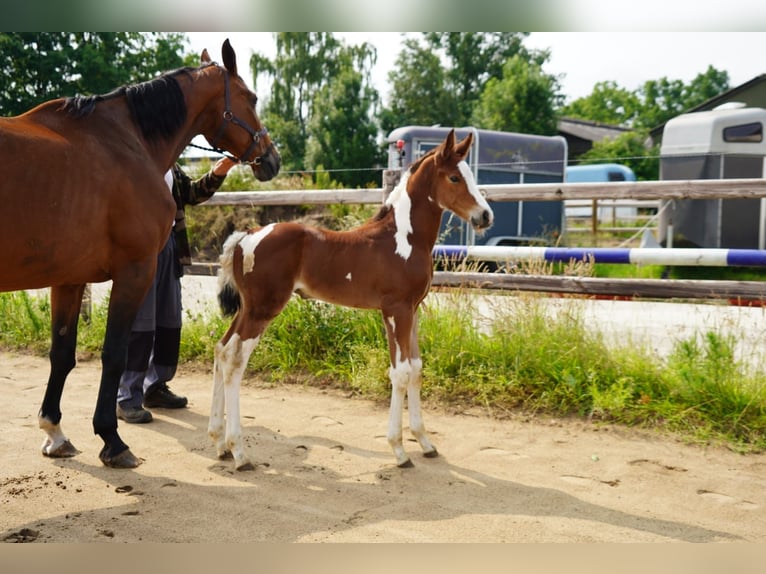 KWPN Stallion  Tovero-all-colors in Rijkevoort-De Walsert
