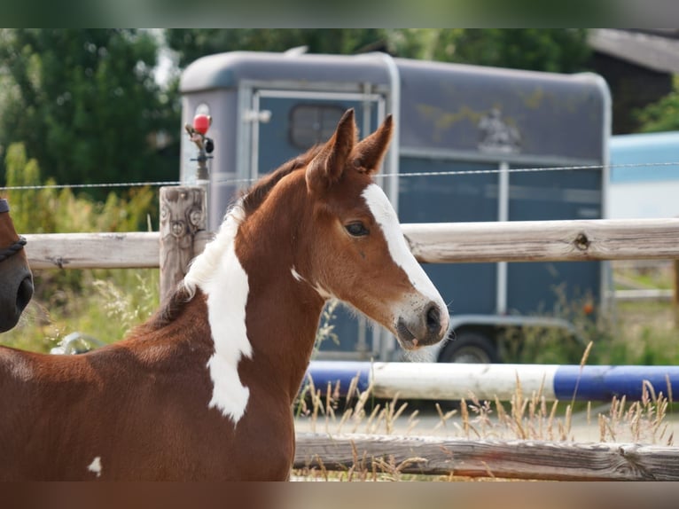 KWPN Stallion  Tovero-all-colors in Rijkevoort-De Walsert