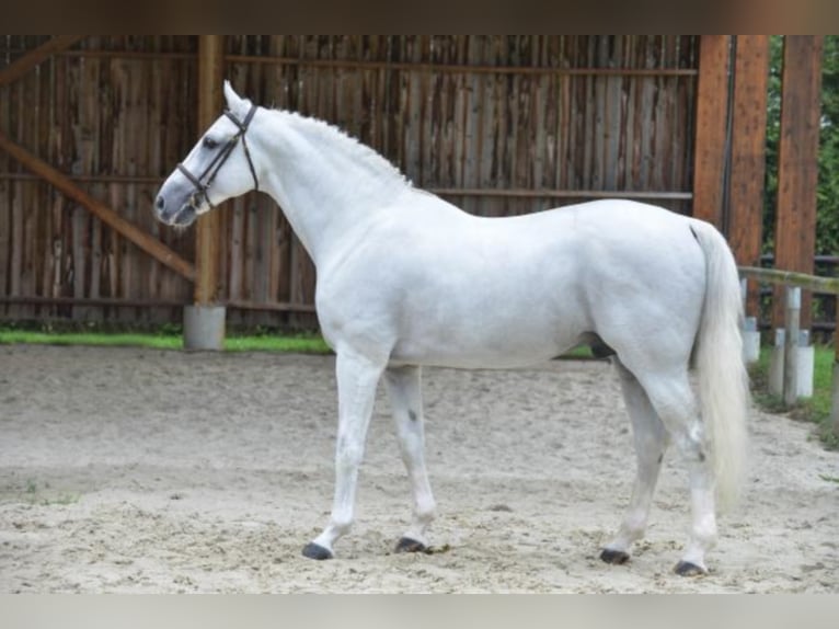 KWPN Stallion Gray in Celle