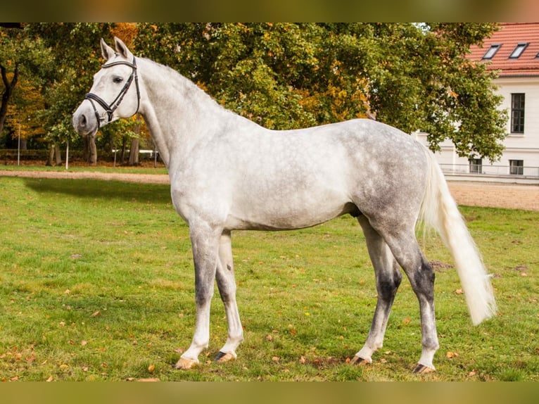 KWPN Stallion Gray in Lastrup