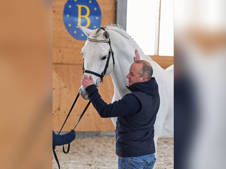 KWPN Stallion Gray in Pfarrkirchen