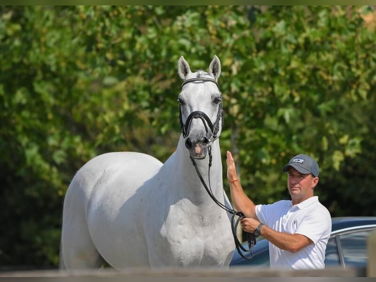 KWPN Stallion Gray in Pfarrkirchen