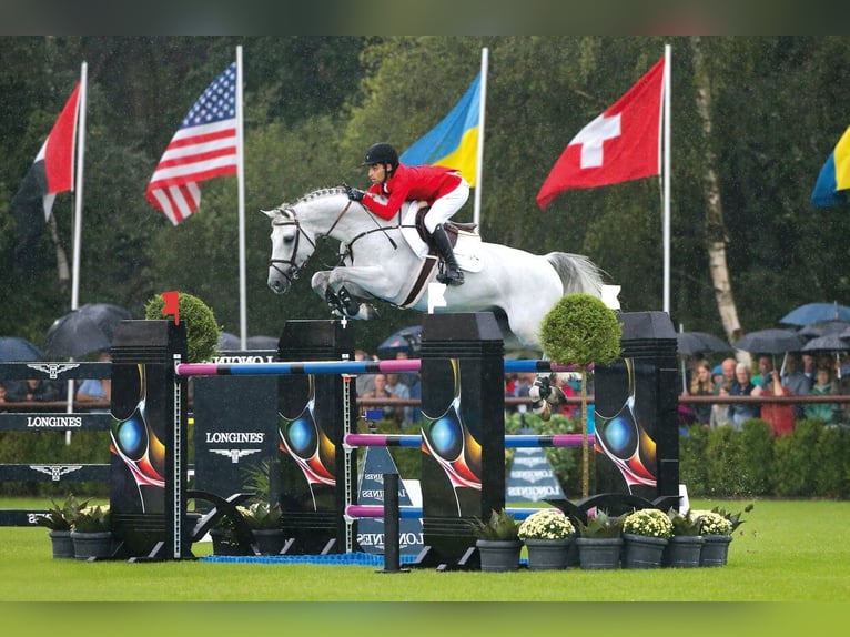 KWPN Stallion Gray in Pfarrkirchen