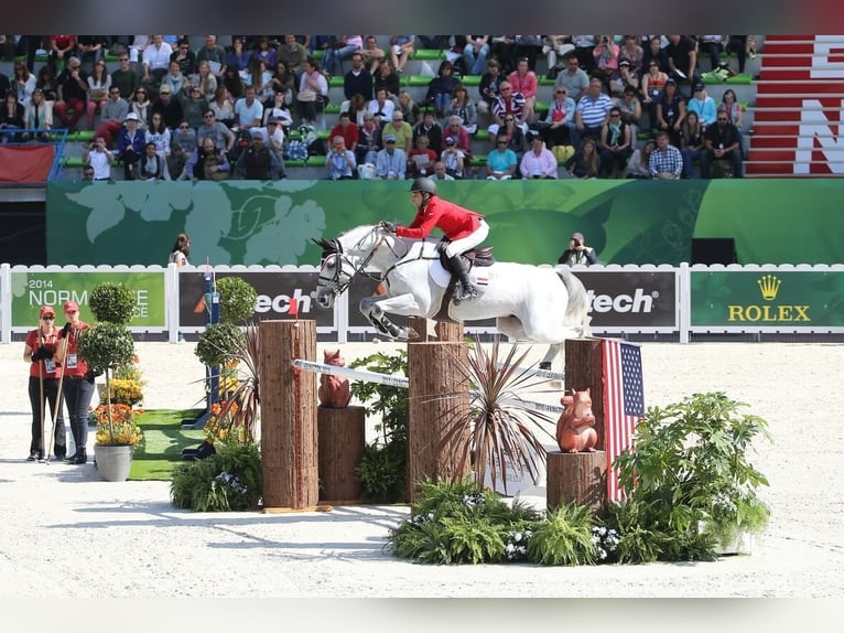 KWPN Stallion Gray in Pfarrkirchen