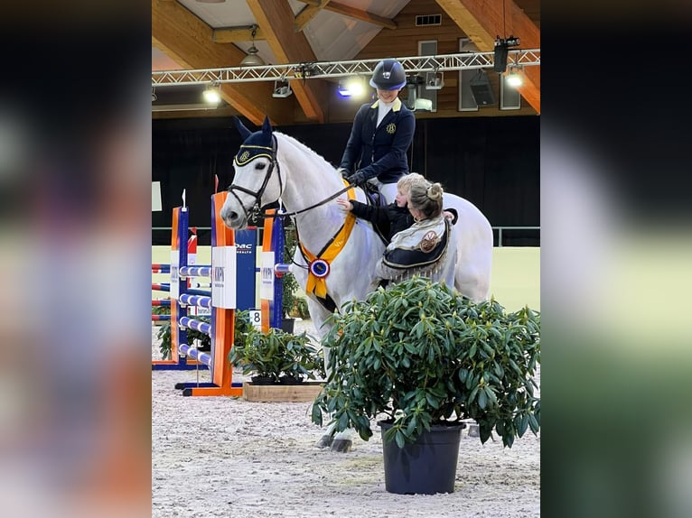 KWPN Stallion Gray in Pfarrkirchen