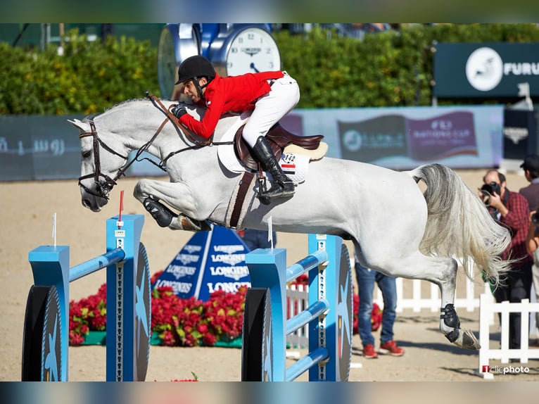 KWPN Stallion Gray in Pfarrkirchen