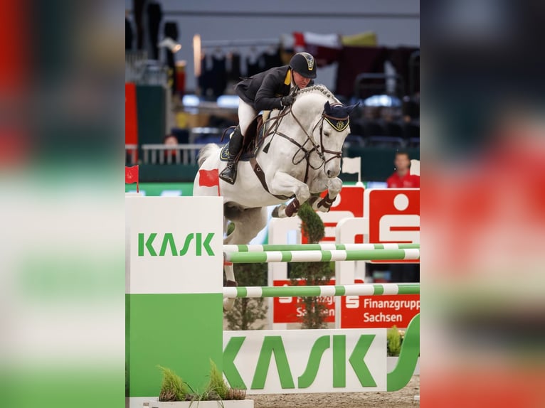 KWPN Stallion Gray in Pfarrkirchen