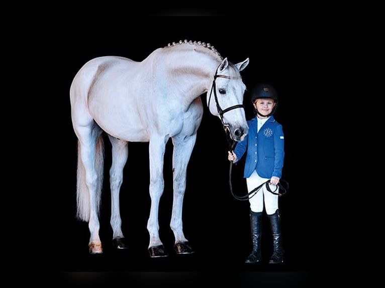 KWPN Stallion Gray in Pfarrkirchen