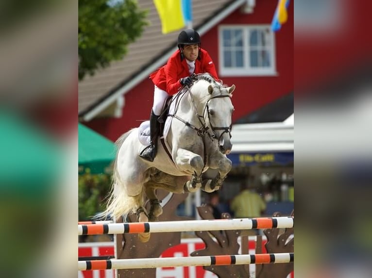 KWPN Stallion Gray in Pfarrkirchen