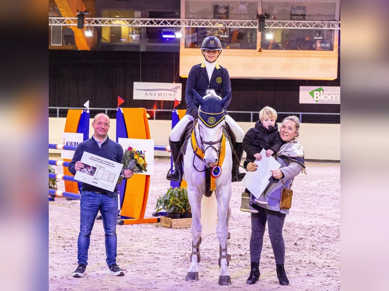 KWPN Stallion Gray in Pfarrkirchen