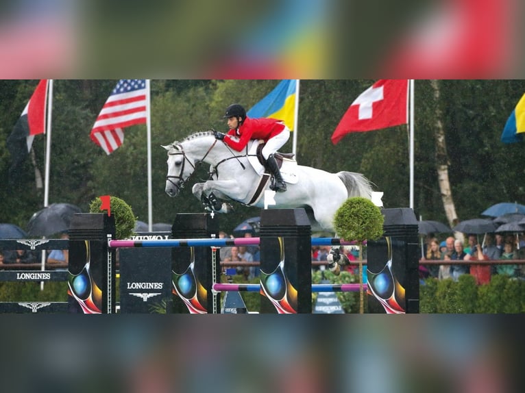 KWPN Stallion Gray in Pfarrkirchen