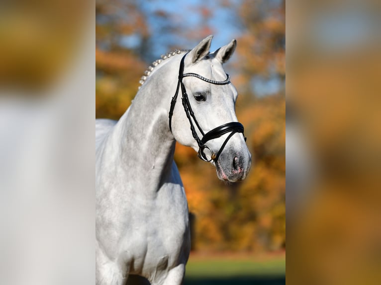 KWPN Stallion Grey in Celle