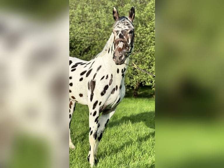 KWPN Stallion Leopard-Piebald in Gijon