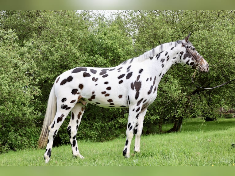 KWPN Stallion Leopard-Piebald in Gijon
