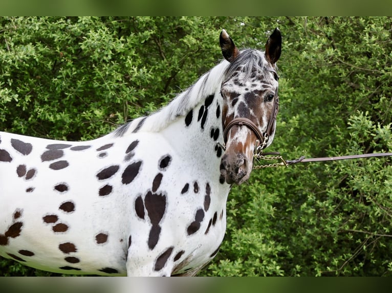 KWPN Stallion Leopard-Piebald in Gijon