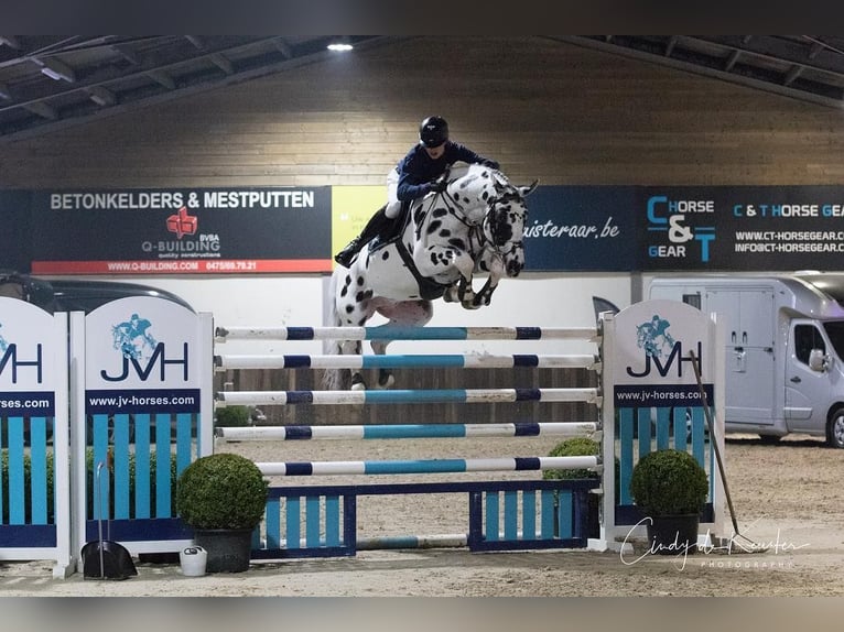 KWPN Stallion Leopard-Piebald in Gijon