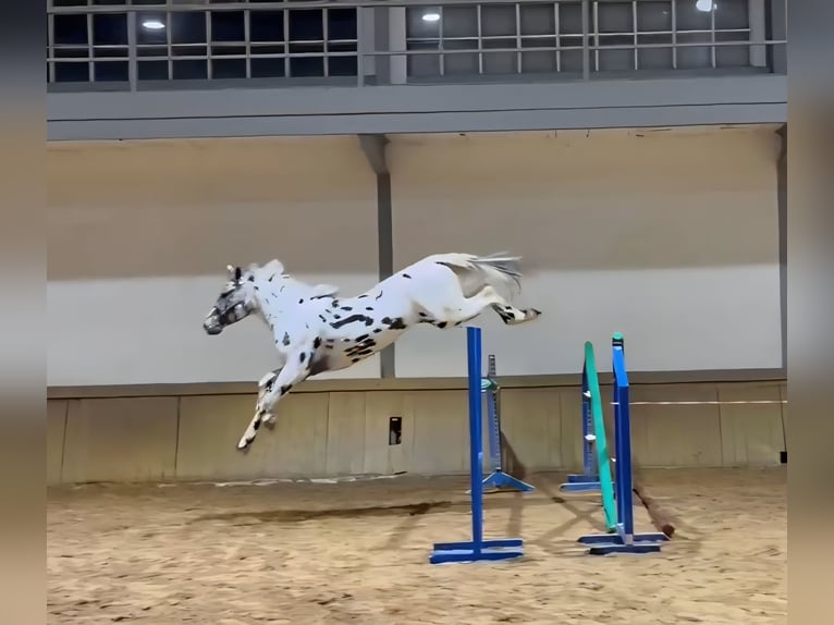 KWPN Stallion Leopard-Piebald in Gijon