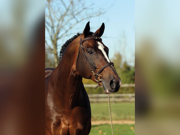 KWPN Stallion in Celle