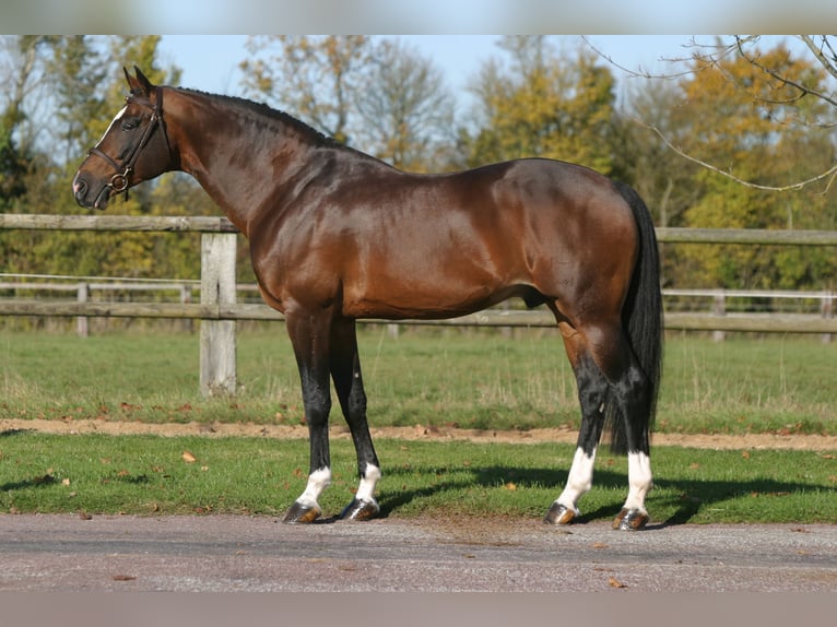 KWPN Stallion in Celle