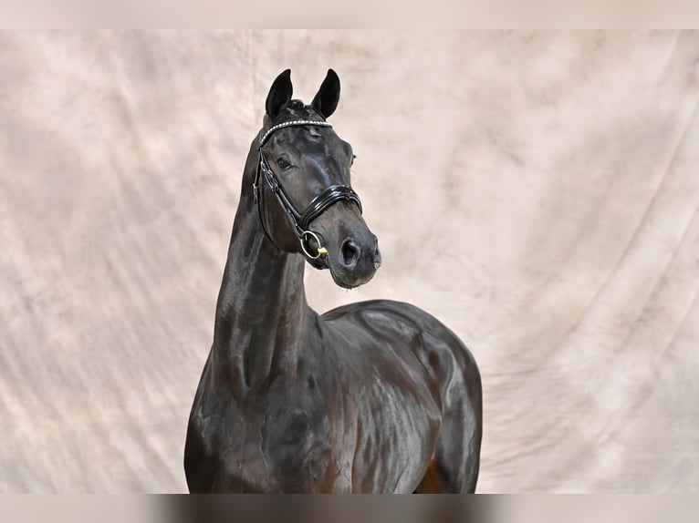 KWPN Stallion Smoky-Black in Adelheidsdorf