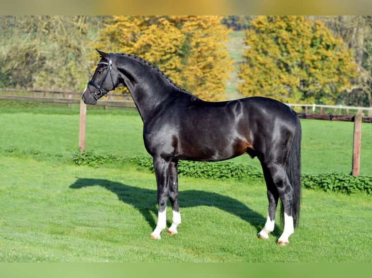 KWPN Stallion Smoky-Black in Nideggen