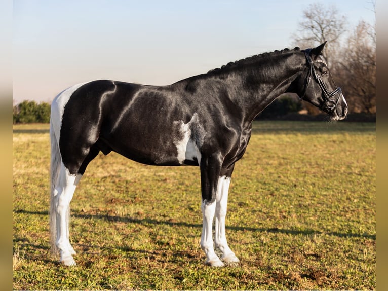 KWPN Stallion Tobiano-all-colors in Romano di Lombardia