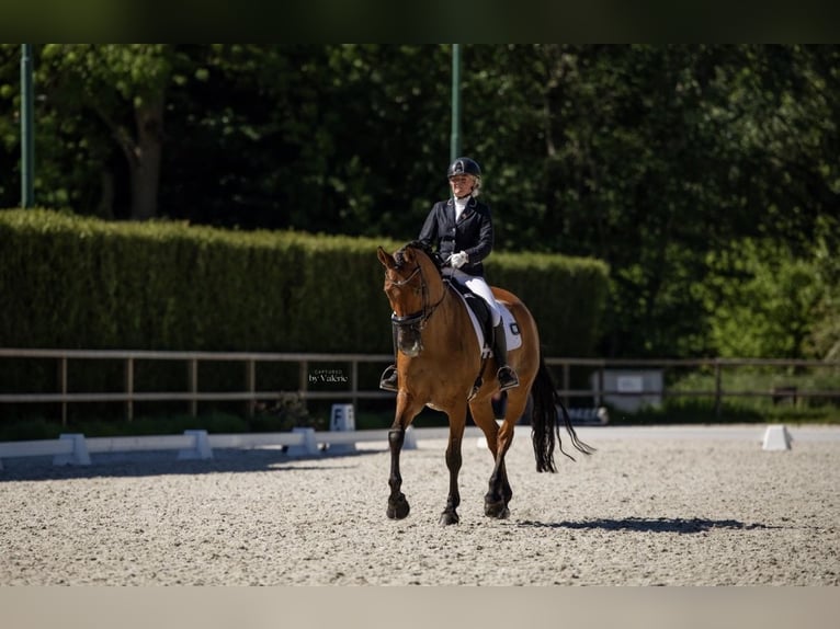 KWPN Stallone 14 Anni 168 cm Baio in Pijnacker