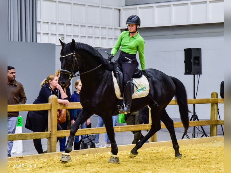 KWPN Stallone 14 Anni 169 cm Morello in Nordkirchen