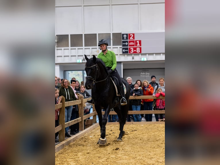 KWPN Stallone 14 Anni 169 cm Morello in Nordkirchen