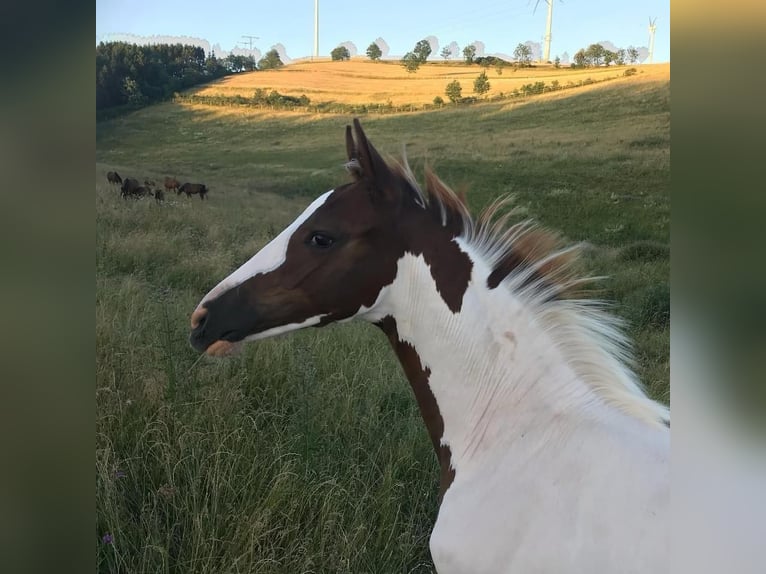 KWPN Stallone 16 Anni 165 cm Pezzato in Sassen-Trantow