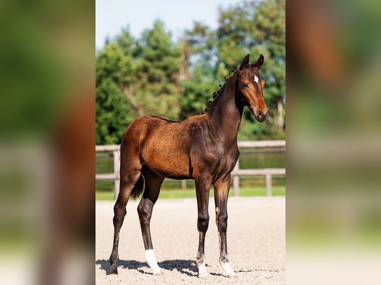 KWPN Stallone 1 Anno 140 cm Baio nero in Landgraaf