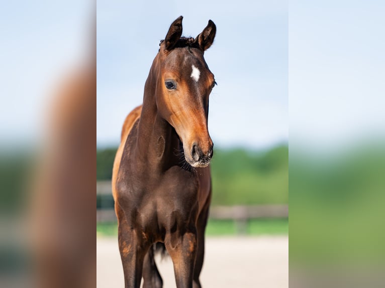 KWPN Stallone 1 Anno 140 cm Baio nero in Landgraaf