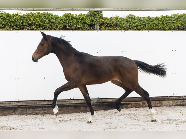 KWPN Stallone 1 Anno 147 cm Baio scuro in Waddinxveen