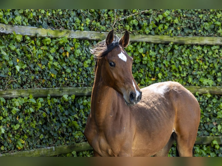 KWPN Stallone 1 Anno 149 cm Baio in Waddinxveen