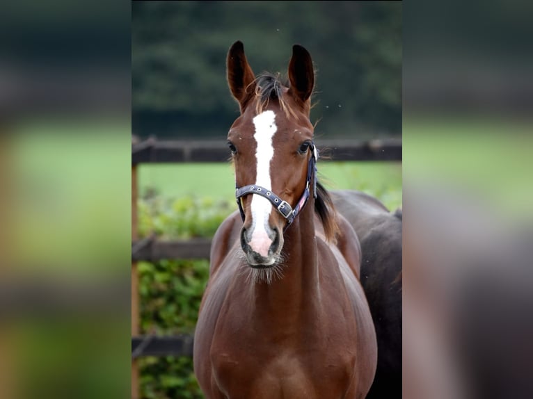 KWPN Stallone 1 Anno 155 cm Baio in Nuenen