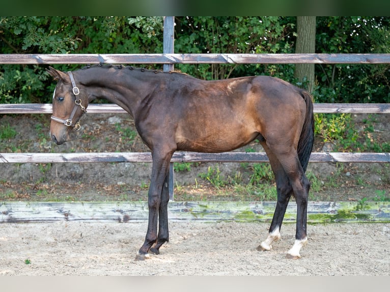 KWPN Stallone 1 Anno 155 cm Baio scuro in GROTE-BROGEL