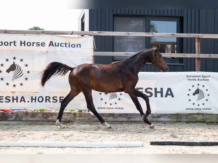 KWPN Stallone 1 Anno 155 cm Baio scuro in GROTE-BROGEL